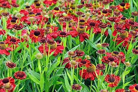 HELENIUM_KUPFERZWERG