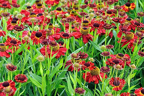 HELENIUM_KUPFERZWERG