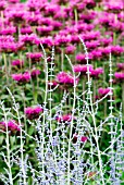 PEROVSKIA BLUE SPIRE PLANTED WITH MONARDA SCORPION