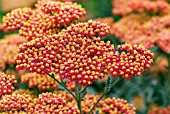 ACHILLEA WALTER FUNKE