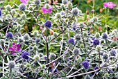 ERYNGIUM TRIPARTITUM