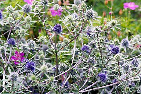 ERYNGIUM_TRIPARTITUM