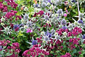 ERYNGIUM TRIPARTITUM  PLANTED WITH ORIGANUM ROSENKUPPEL