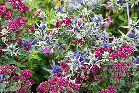 ERYNGIUM_TRIPARTITUM__PLANTED_WITH_ORIGANUM_ROSENKUPPEL