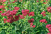 ACHILLEA SUMMERWINE