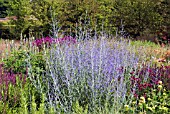 PEROVSKIA BLUE SPIRE IN PERENNIAL MEADOW