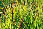 PANICUM SHENANDOAH