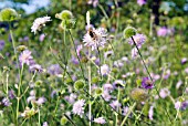 SCABIOSA COLUMBARIA IN A MEADOW