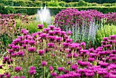 MONARDA SCORPION AT SCAMPSTON WALLED GARDEN