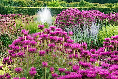 MONARDA_SCORPION_AT_SCAMPSTON_WALLED_GARDEN