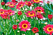 ARGYRANTHEMUM MADEIRA RED