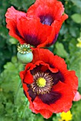 PAPAVER SOMNIFFERUM