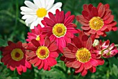 ARGYRANTHEMUM MADEIRA RED