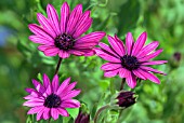 OSTEOSPERMUM JUCUNDUM SUNNY MARY