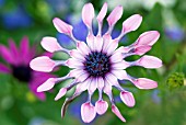 OSTEOSPERMUM WHIRLIGIG