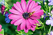 HOVERFLY ON OSTEOSPERMUM ECKLONIS