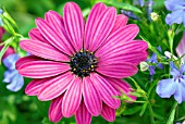 ON OSTEOSPERMUM ECKLONIS