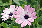 OSTEOSPERMUM ECKLONIS PINK MOOD