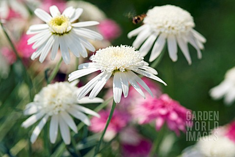 ARGYRANTHEMUM_FRUTESCENS