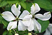 CLEMATIS ALBA LUXURIANS