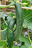 CUCUMBER BUSH CHAMPION