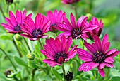 OSTEOSPERMUM JUCUNDUM SUNNY MARY