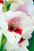 GLADIOLUS GRANDIFLORUS FIORENTINA