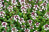 THYMUS CAMPHORATUS CAMPHOR