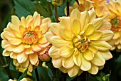 DAHLIA FIESTA