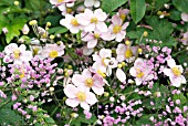 ANEMONE HUPHENSIS WITH GYPSOPHILA PANICULATA FLAMINGO