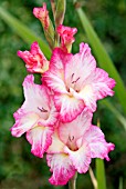 GLADIOLUS X HORTULANUS PRISCILLA