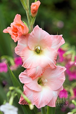 GLADIOLUS_X_HORTULANUS_HAPPY_WEEKEND