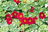 TROPAEOLUM MAJUS ALASKA SERIES