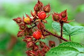 RUBUS PHOENICOLASIUS