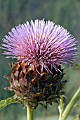 CYNARA CARDUNCULUS