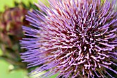 CYNARA CARDUNCULUS