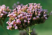 VERBENA BONARIENSIS