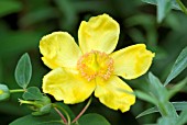 HYPERICUM FLOWER