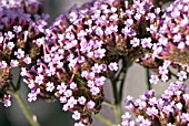 VERBENA BONARIENSIS