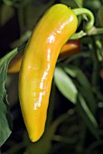 SWEET PEPPER HOT BANANA