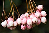 SORBUS VILMORINII BERRIES IN LATE AUTUMN