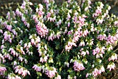 ERICA CARNEA DIANA YOUNG