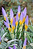 CROCUS SIEBERI FIREFLY