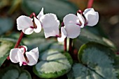 CYCLAMEN COUM SUBSP. CAUCASICUM  MAURICE DRYDEN