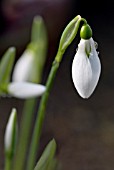 GALANTHUS ROBIN HOOD