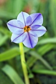 IPHEION ROLF FIEDLER