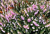 ERICA CARNEA DECEMBER RED