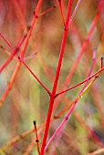 CORNUS SANGUINEA MIDWINTER FIRE