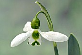 GALANTHUS ELWESII