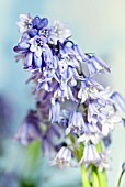 HYACINTHOIDES HISPANICA EXCELSIOR